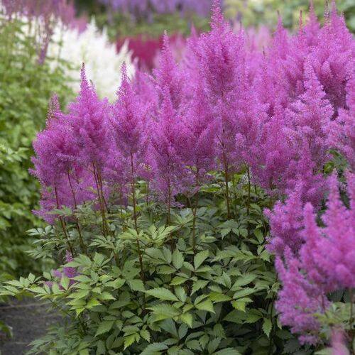 Астильба Арендса Аметист/Astilbe arendsii Ametist С7,5