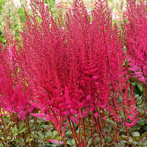 Астильба китайская Майти Рэд Куин/Astilbe chinensis Mighty Red Quin С7,5