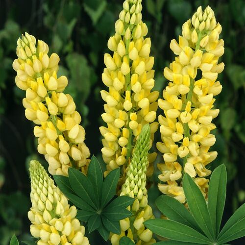 Люпин многолистный Шандэлье/Lupinus polyphyllus Chandelier С3