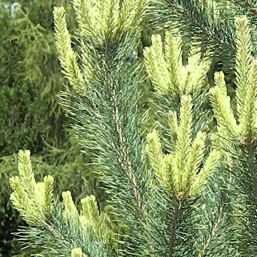 Сосна обыкновенная Канделайт/Pinus sylvestris Canellight 20-30 С5