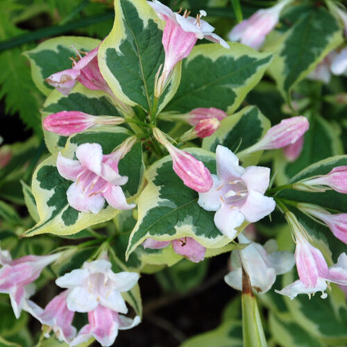 Вейгела цветущая Нана Вариегата/Weigela florida Nana Variegata (М)