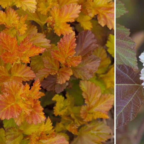 Пузыреплодник калинолистный Амбер Джубиле/Physocarpus opalifolia Amber Jubilee (М)