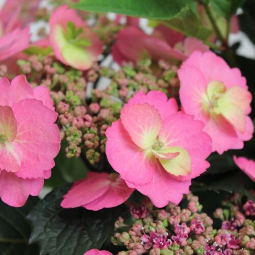 Гортензия крупнолистная Кэнди Новелти/Hydrangea macrophylla Candy Novelty C5