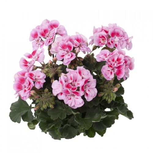 Пеларгония зональная Тоскана Дольче Вита Пинк Эй/Pelargonium zonale Toscana Dolce Vita Pink Eya Р1