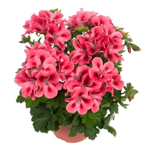 Пеларгония королевская Регалия Салмон Оранж/Pelargonium grandiflorum Regalia Salmon Orange Р1