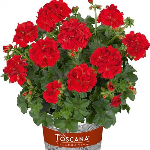 Пеларгония плющелистная Тоскана Медио Рэд/Pelargonium peltatum Toscana Medio Red Р1