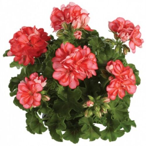 Пеларгония плющелистная Тоскана Окка/Pelargonium peltatum Toscana Окка Р1