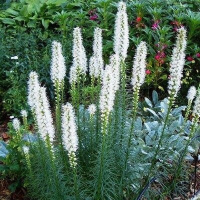 Лиатрис колосковый Белый/Liatris spicata Аlbus С3