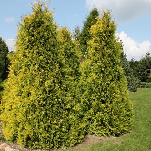 Туя западная Еллоу Риббон/Thuja occidentalis Yellow Ribbon 30-40 С7,5