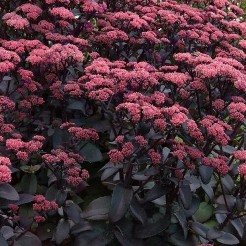 Очиток гибридный Пурпл Эмперор/Sedum hybride Purple Emperor С3