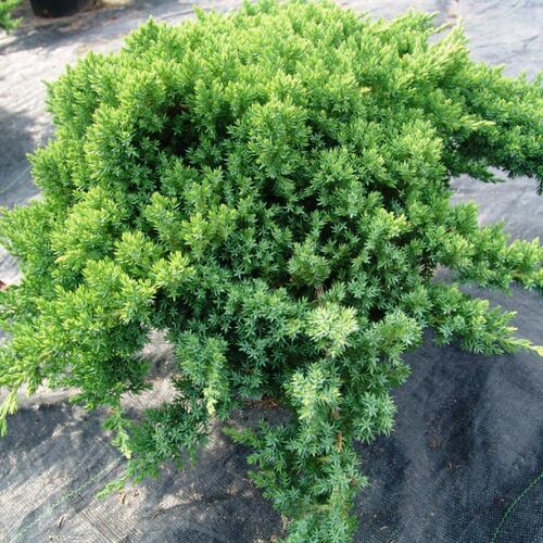Можжевельник лежачий Нана/Juniperus procumbens Nana 40-60 С7,5