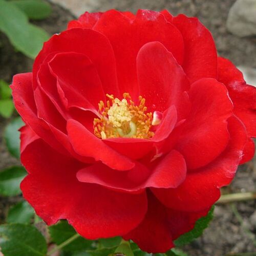 Роза почвопокровная Центро-Роуз/Centrо-Rose (Tantau) С2