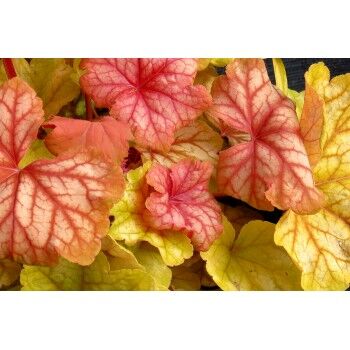 Гейхера гибридная Шампань/Heuchera hybrid Champagne Р9