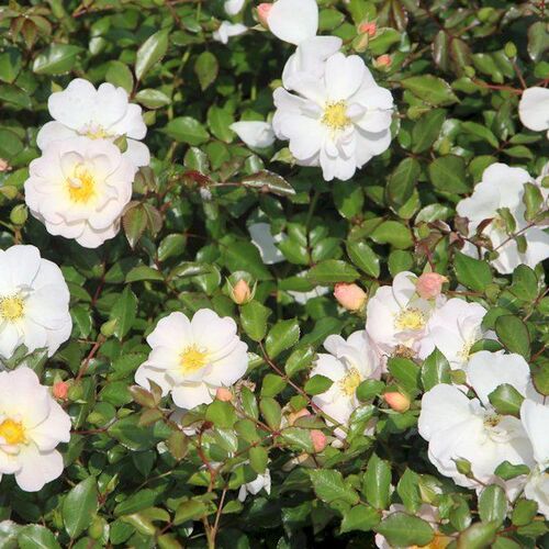 Роза почвопокровная Шнеекенигин/Schneekonigin (Tantau) C3