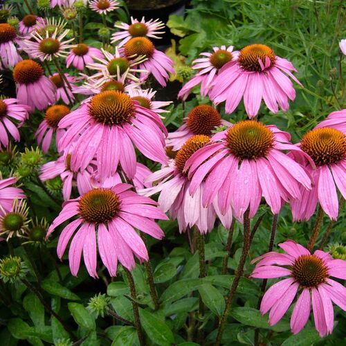 Эхинацея пурпурная/Echinacea purpurea С3