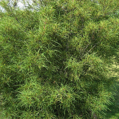 Крушина ломкая Аспленифолия/Rhamnus frangula Asplenifolia 60-80 C10