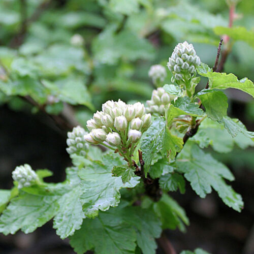 Пузыреплодник калинолистный Тильден Парк/Physocarpus opulifolius Tilden Park С10