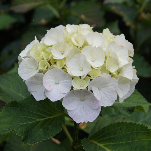 Гортензия крупнолистная Ленарт Вайт/Hydrangea macrophylla Lanarth White  P9