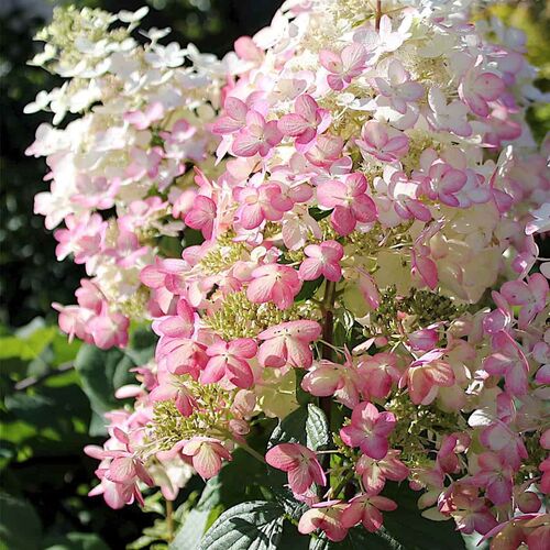 Гортензия метельчатая Ангел Блаш/Hydrangea paniculata Angels Blush Р12