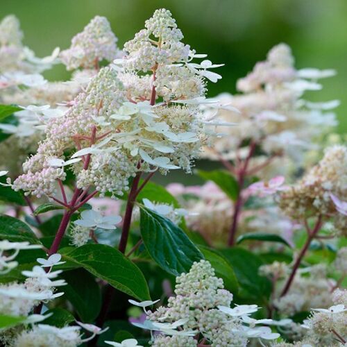 Гортензия метельчатая Эрли Гарри/Hydrangea paniculata Early Harry C3