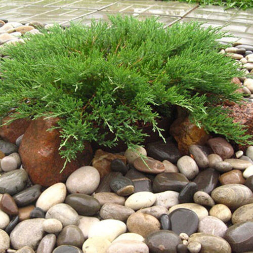 Можжевельник горизонтальный Андорра Компакта/Juniperus horizontalis Andorra Compacta 50-60 C46