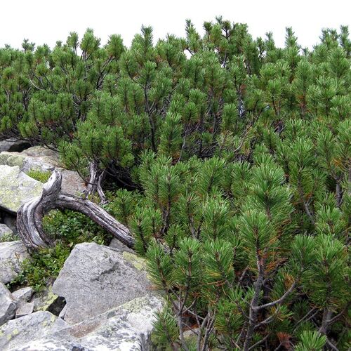 Сосна горная ф. Мугус/Pinus mugo var.Mughus 20-30 С2