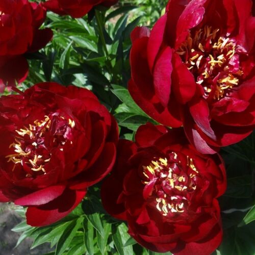 Пион травянистый Бакай Белл/Paeonia herbaceous Buckeye Belle С3