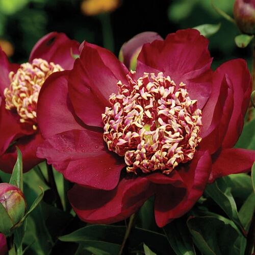 Пион травянистый Ниппон Бьюти/Paeonia herbaceous Nippon Beauty С3