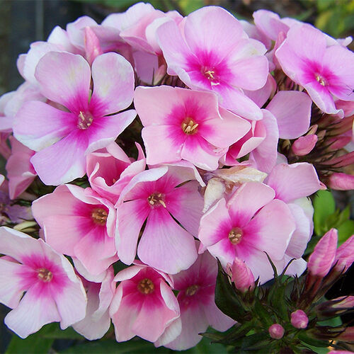 Флокс метельчатый Брайт Айз/Phlox paniculata Bright Eyes Р1,5