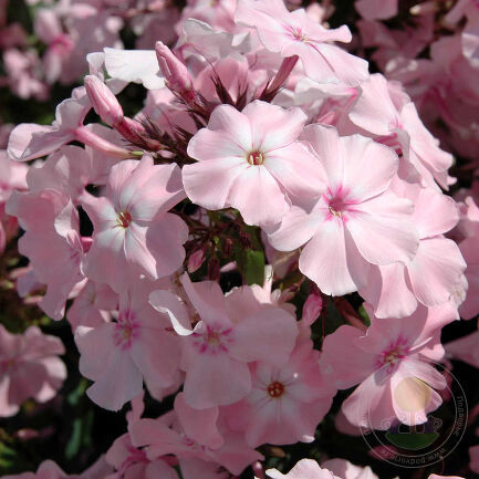 Флокс метельчатый Роза Пастель/Phlox paniculata Rosa Pastell Р1,5
