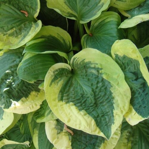 Хоста гибридная Кристмас Пейджант/Hosta hybrid Christmas Paygant Р1,5