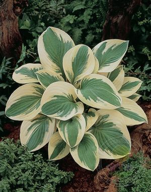 Хоста гибридная Пилгрим/Hosta hybrid Pilgrim Р1,5