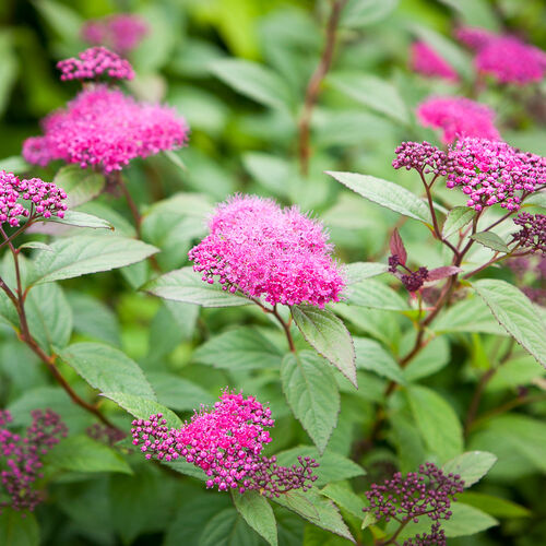 Спирея японская НайВуд Вариети/Spiraea japonica Nyewoods Variety 10-15 С1