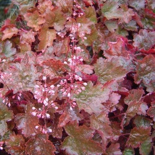 Гейхера гибридная Рэйчел/Heuchera hybrid Rachel Р1