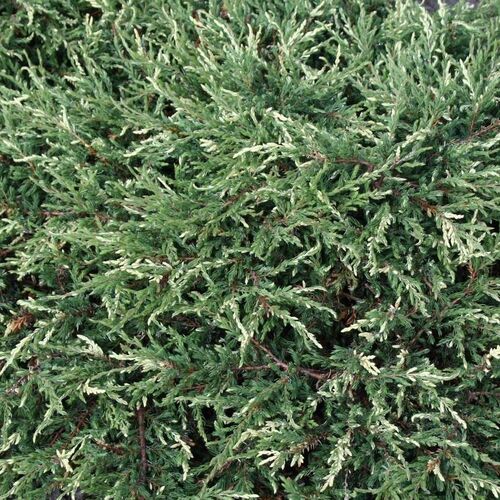 Можжевельник обыкновенный Спотти Спредер/Juniperus communis Spotty Spreader 20-30 C5