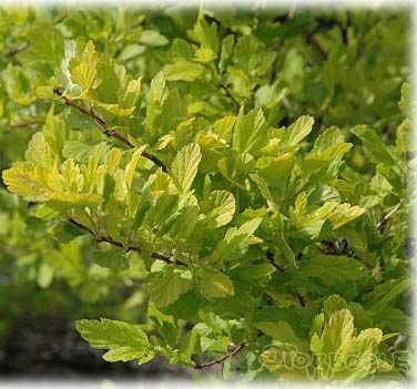 Пузыреплодник калинолистный Наггет/Physocarpus opulifolius Nugget 30-50 С3