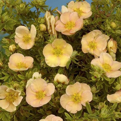 Лапчатка кустарниковая Дэйдаун/Potentilla fruticosa Daydawn 20-30 C3