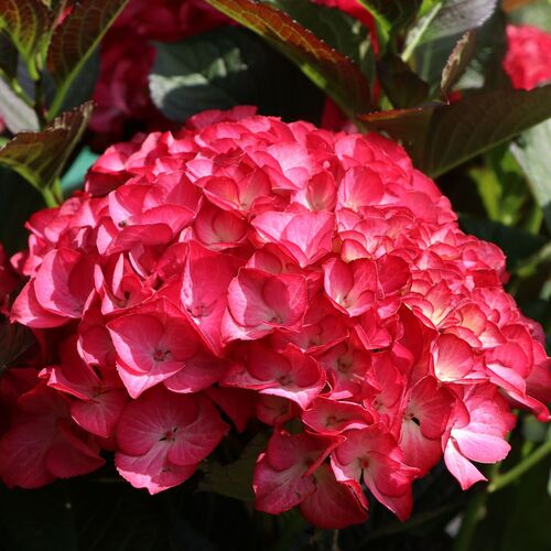 Гортензия крупнолистная Рэд Ангел/Hydrangea macrophylla Red Angel С3