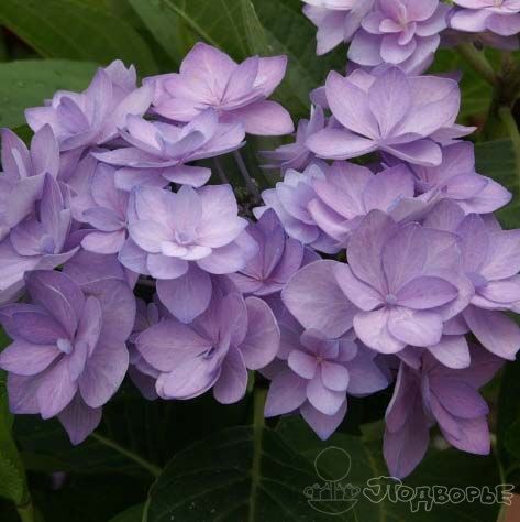 Гортензия крупнолистная Ю энд Ми Романс/Hydrangea macrophylla You & Me Romance С3