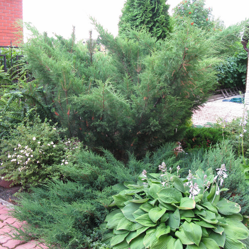 Можжевельник казацкий Фемина/Juniperus sabina Femina 80-100 C25