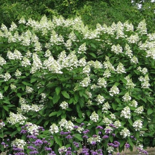 Гортензия метельчатая Тардива/Hydrangea paniculata Tardiva 100-120 С20