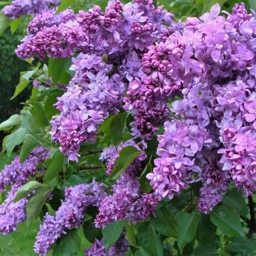 Сирень обыкновенная Максимович/Syringa vulgaris Maximowicz С7,5