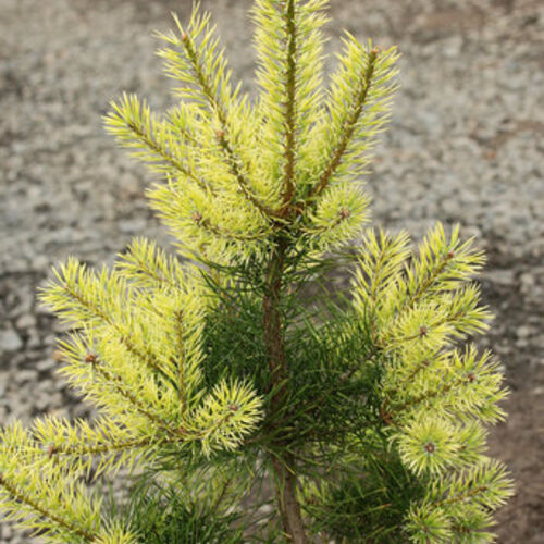 Сосна обыкновенная Биалогон/Pinus sylvestris Bialogon 30-50 С5