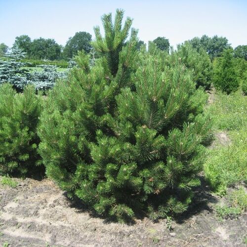 Сосна черная/Pinus nigra 100-120 С10