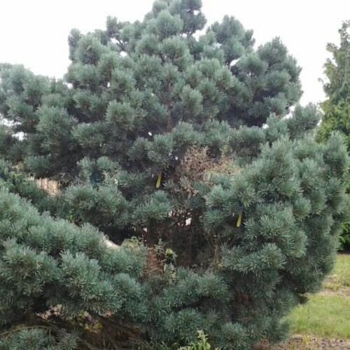 Сосна обыкновенная Глаука/Pinus sylvestris Glauca 180-200 С20