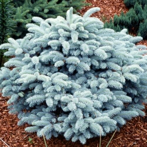 Ель колючая Глаука Глобоза/Picea pungens Glauca Globosa 30-40 В