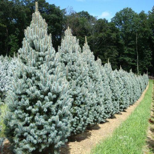 Сосна обыкновенная Фастигиата/Pinus sylvestris Fastigiata 140-160 С15