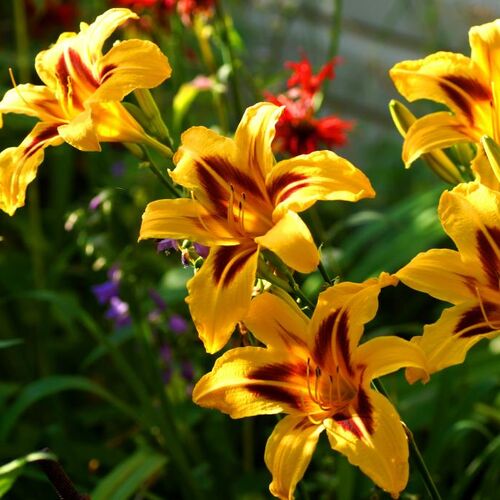 Лилейник гибридный Бонанза/Hemerocallis hybridа Bonanza С3