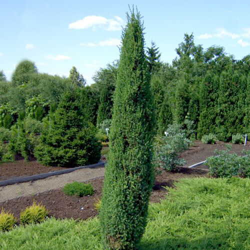Можжевельник обыкновенный Арнольд/Juniperus communis Arnold 30-40 С5