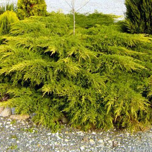 Можжевельник китайский Куривао Голд/Juniperus chinensis Kuriwao Gold 25-30 С5